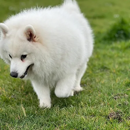 T2, Oura Lägenhet Albufeira