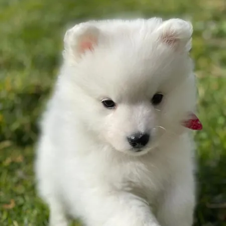 Apartament T2, Oura *